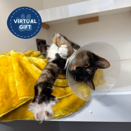 a cat wrapped in a blanket with its arm stretched out.